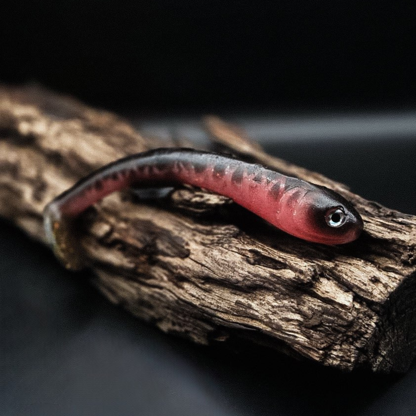 Galt Shad 18
